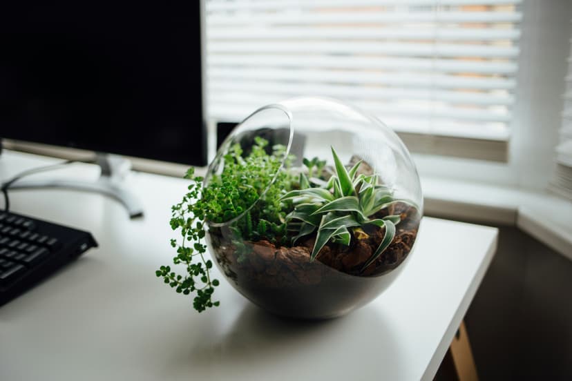 Succulente